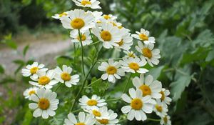 Preview wallpaper daisies, flowers, herbs, nature