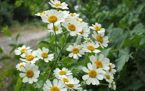 Preview wallpaper daisies, flowers, herbs, nature