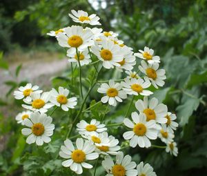 Preview wallpaper daisies, flowers, herbs, nature