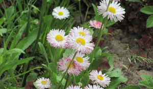 Preview wallpaper daisies, flowers, herbs, grass, summer