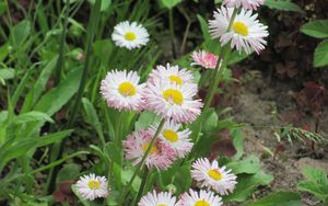 Preview wallpaper daisies, flowers, herbs, grass, summer