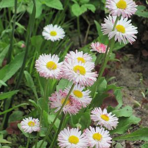 Preview wallpaper daisies, flowers, herbs, grass, summer