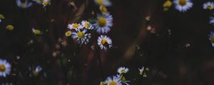 Preview wallpaper daisies, flowers, insect, macro