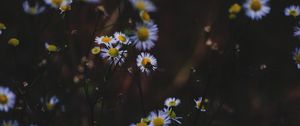 Preview wallpaper daisies, flowers, insect, macro