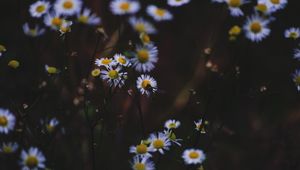 Preview wallpaper daisies, flowers, insect, macro