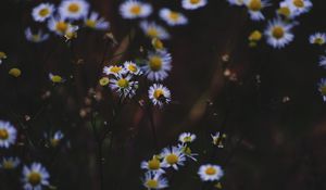 Preview wallpaper daisies, flowers, insect, macro