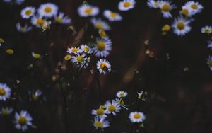 Preview wallpaper daisies, flowers, insect, macro