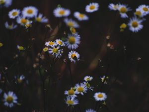 Preview wallpaper daisies, flowers, insect, macro