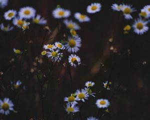 Preview wallpaper daisies, flowers, insect, macro