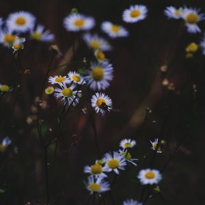 Preview wallpaper daisies, flowers, insect, macro