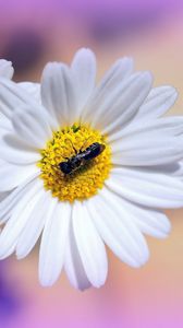 Preview wallpaper daisies, flowers, insects