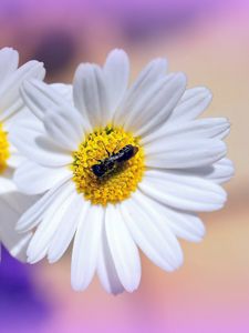 Preview wallpaper daisies, flowers, insects