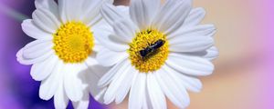 Preview wallpaper daisies, flowers, insects