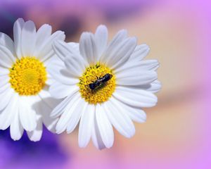 Preview wallpaper daisies, flowers, insects