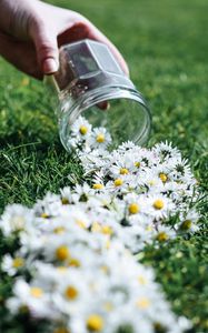 Preview wallpaper daisies, flowers, jar, hand