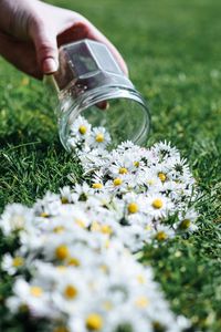 Preview wallpaper daisies, flowers, jar, hand