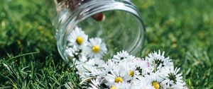 Preview wallpaper daisies, flowers, jar, hand