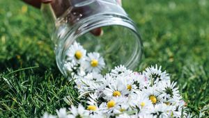 Preview wallpaper daisies, flowers, jar, hand