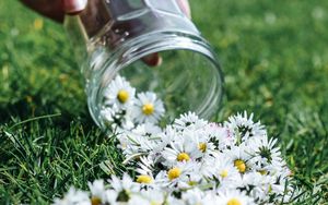 Preview wallpaper daisies, flowers, jar, hand