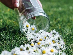 Preview wallpaper daisies, flowers, jar, hand