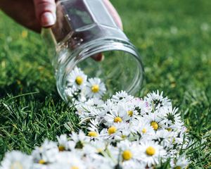 Preview wallpaper daisies, flowers, jar, hand