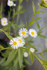 Preview wallpaper daisies, flowers, leaves, macro