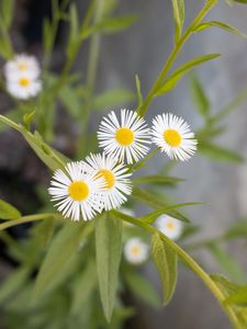 Preview wallpaper daisies, flowers, leaves, macro