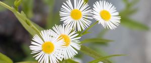 Preview wallpaper daisies, flowers, leaves, macro