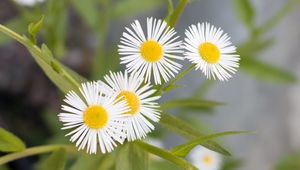 Preview wallpaper daisies, flowers, leaves, macro