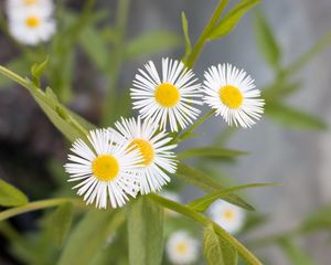 Preview wallpaper daisies, flowers, leaves, macro