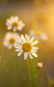 Preview wallpaper daisies, flowers, light, petals, summer