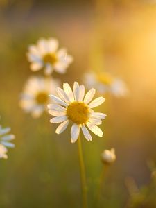 Preview wallpaper daisies, flowers, light, petals, summer