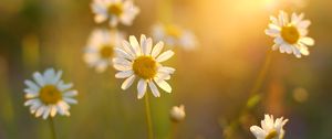 Preview wallpaper daisies, flowers, light, petals, summer