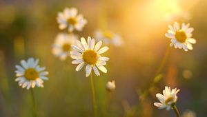 Preview wallpaper daisies, flowers, light, petals, summer