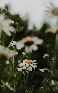 Preview wallpaper daisies, flowers, macro, white