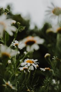 Preview wallpaper daisies, flowers, macro, white