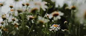 Preview wallpaper daisies, flowers, macro, white