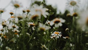 Preview wallpaper daisies, flowers, macro, white