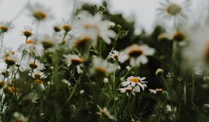 Preview wallpaper daisies, flowers, macro, white