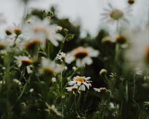 Preview wallpaper daisies, flowers, macro, white