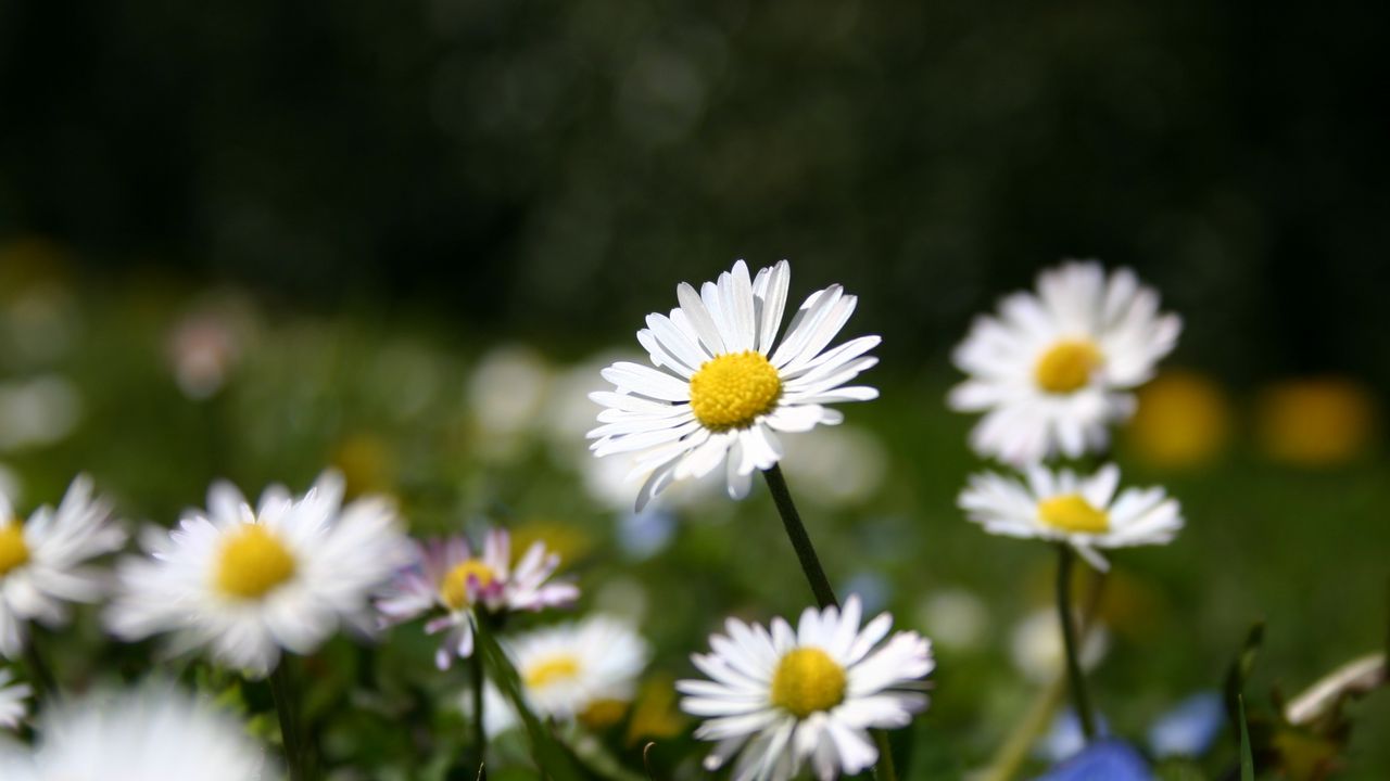 Wallpaper daisies, flowers, meadow, grass, nature, summer hd, picture ...