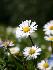 Preview wallpaper daisies, flowers, meadow, grass, nature, summer