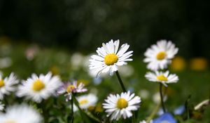 Preview wallpaper daisies, flowers, meadow, grass, nature, summer