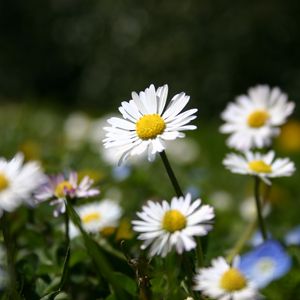 Preview wallpaper daisies, flowers, meadow, grass, nature, summer