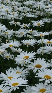 Preview wallpaper daisies, flowers, meadow, summer