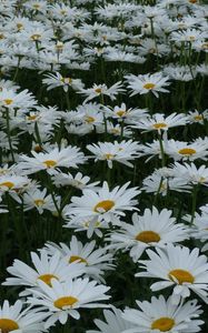 Preview wallpaper daisies, flowers, meadow, summer