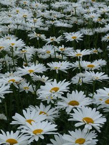 Preview wallpaper daisies, flowers, meadow, summer