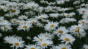 Preview wallpaper daisies, flowers, meadow, summer