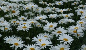 Preview wallpaper daisies, flowers, meadow, summer