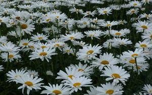 Preview wallpaper daisies, flowers, meadow, summer